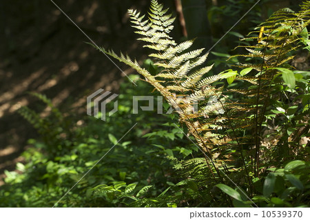 fern plant 10539370