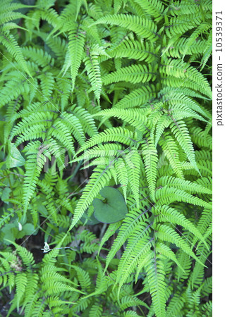 fern plant 10539371
