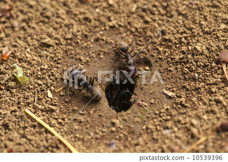 日本弓背蟻 日本弓背蟻 10539396