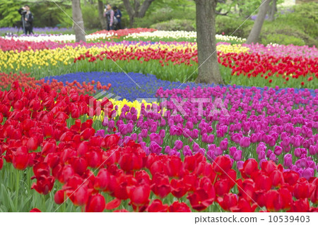 鬱金香領域 10539403