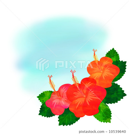 Hibiscus Hibiscus 10539640
