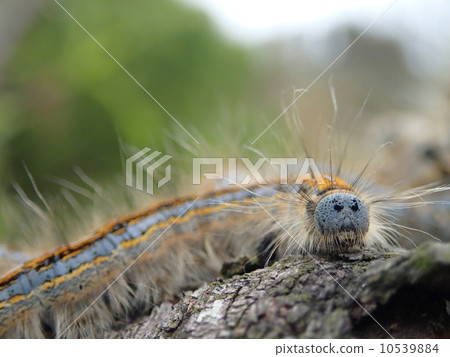 拉基蛾 拉基蛾 10539884