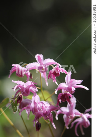 Tokiwa Ikarisisu Tokiwa Ikarisisu 10539981