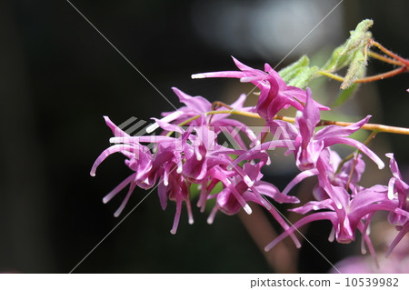 Tokiwa Ikarisisu Tokiwa Ikarisisu 10539982