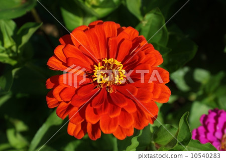 大腦的生動的花也有夏天花和優雅1輪的種類名稱·橫向位置 大腦的生動的花也有夏天花和優雅1輪的種類名稱·橫向位置 10540283