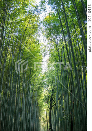 Bamboo forest in Arashiyama, Kyoto, Japan. 10540458