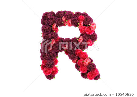 Aster flowers letter R, isolated on white 10540650