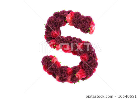 Aster flowers letter S, isolated on white 10540651