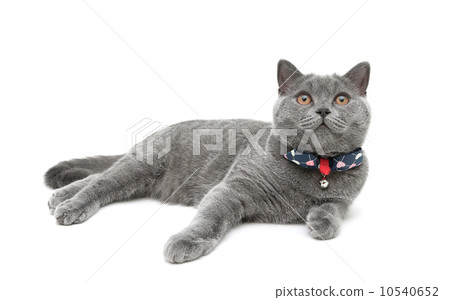 kitten wearing a collar with a bow on a white background 10540652