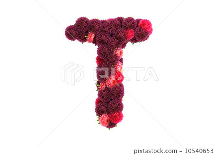 Aster flowers letter T, isolated on white 10540653