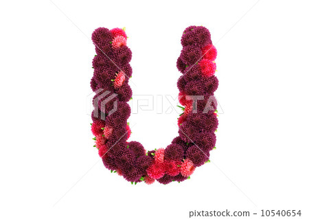 Aster flowers letter U, isolated on white Aster flowers letter U, isolated on white 10540654