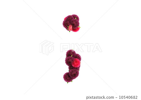Aster flowers symbol  10540682