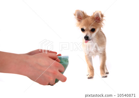 chihuahua and water drink 10540871