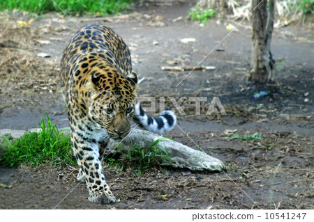 Amur Leopard 10541247