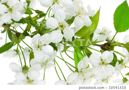 apple flowers branch on a white background 10541310