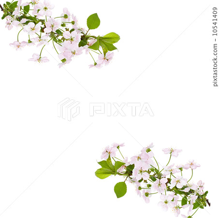apple pink flowers branch on a white background 10541409