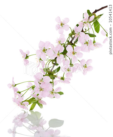 apple pink flowers branch on a white background 10541413