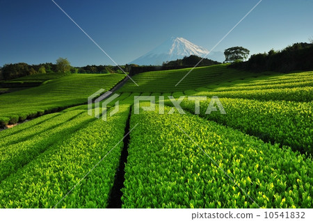 茶園和富士山 10541832