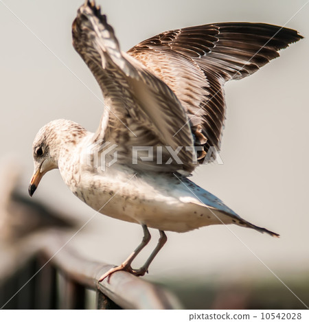 seagull standing on rail 10542028