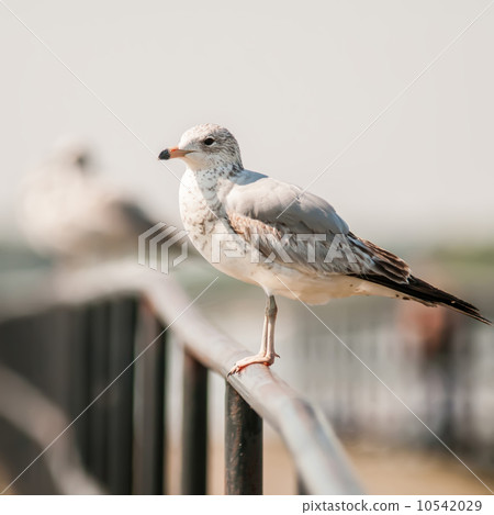 seagull standing on rail 10542029