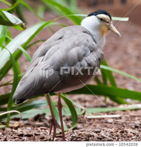 The Masked Lapwing (Vanellus miles),previously known as the Mask The Masked Lapwing (Vanellus miles),previously known as the Mask 10542039