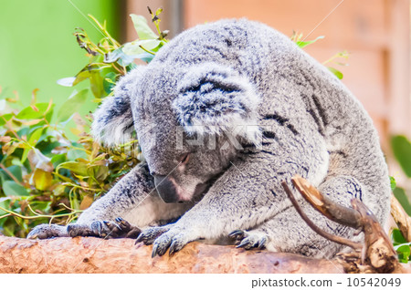 adorable koala bear taking a nap sleeping on a tree 10542049