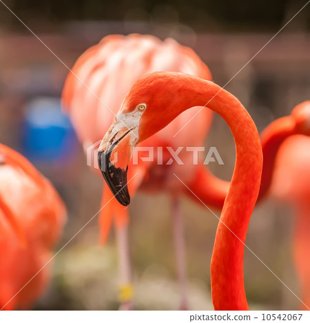pink flamingo at a zoo in spring 10542067