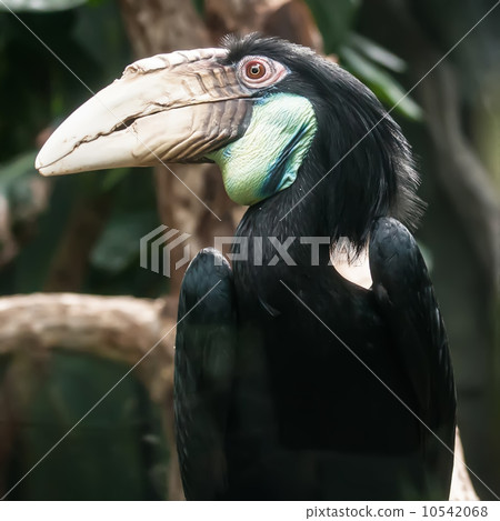 hornbill bird portrait closeup 10542068