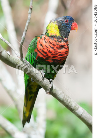 Rainbow Lorikeet parrot Trichoglossus haematodus Rainbow Lorikeet parrot Trichoglossus haematodus 10542069