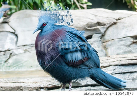 Exotic Bird (Goura Victoria) 10542075