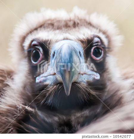 young baby vulture raptor bird 10542077