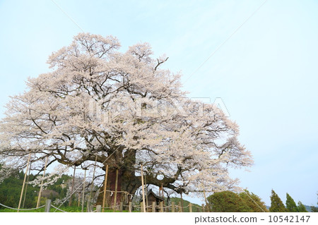 Daigo Sakura in Okayama Prefecture Daigo Sakura in Okayama Prefecture 10542147