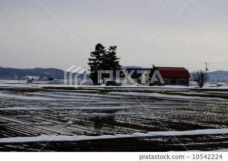 Spring snow melting Rice field before tilling 10542224