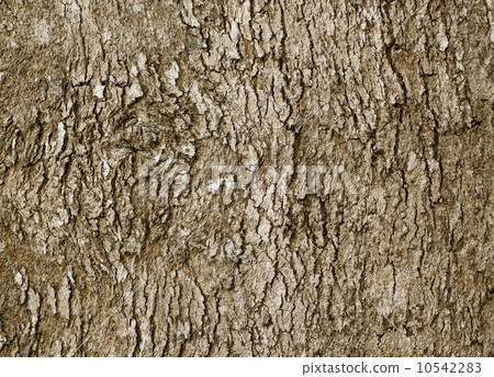 Bark of old deciduous tree - natural background 10542283