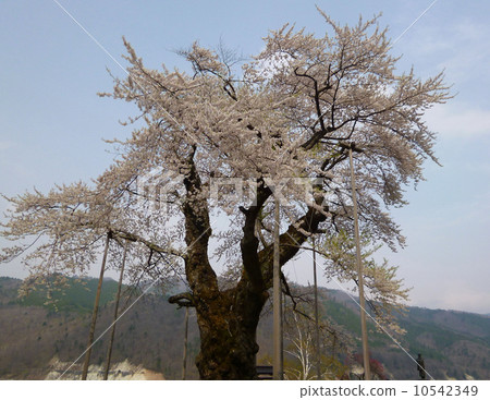 Sho River Sakura Shine Ryuji 10542349