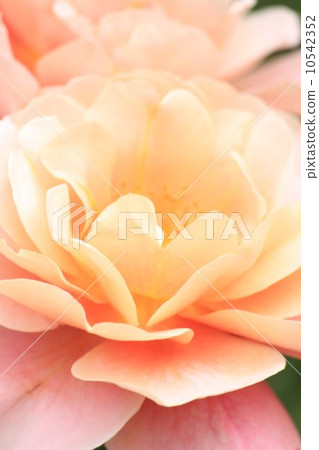 Distant drums 10542352