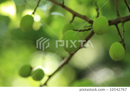 天然植物杏子果實，它就像梅子，但如果你變成黃色就會吃。 10542767