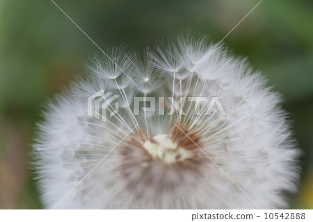 蒲公英 蒲公英 10542888