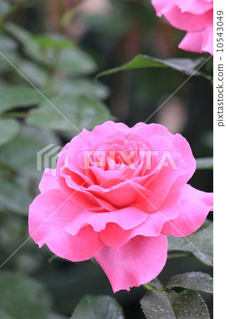 Manuu Meian 10543049