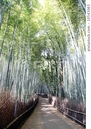 Bamboo Road Bamboo Road 10543065