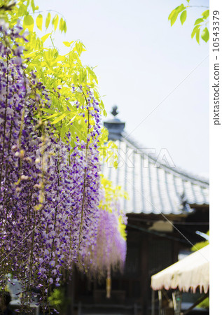 在札幌市的Kannondo的Wistera 在札幌市的Kannondo的Wistera 10543379