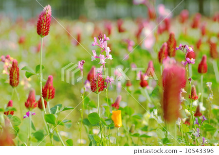 Flower garden 10543396