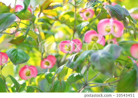 Dogwood 10543451