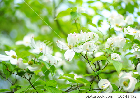 Dogwood 10543452