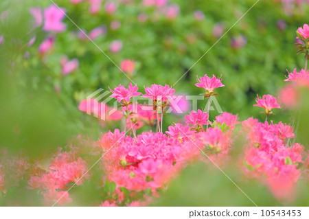 Kirishima Azalea 10543453