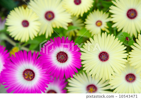 Living stone daisy 10543471