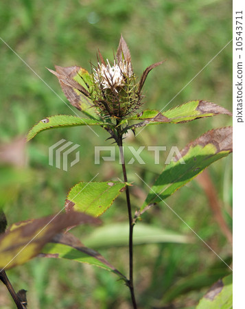 Okera Okera 10543711
