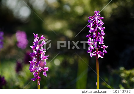 Early purple wild flower Early purple wild flower 10543722