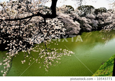 Stroll around Chidorigafuchi Park 10543771