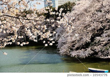 在Chidorigafuchi公園漫步 10543776